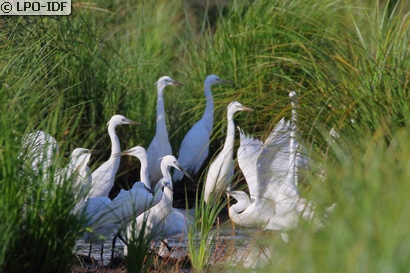 Aigrette garzette