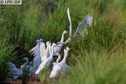 Aigrette garzette
