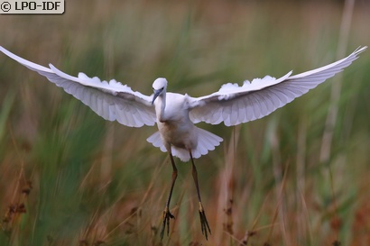 Aigrette garzette