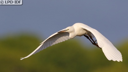 Aigrette garzette