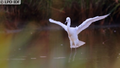 Aigrette garzette