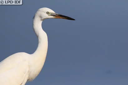 Aigrette garzette