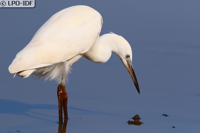 Aigrette garzette