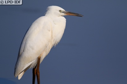 Aigrette garzette