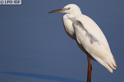 Aigrette garzette