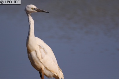 Aigrette garzette
