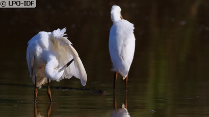 Aigrette garzette