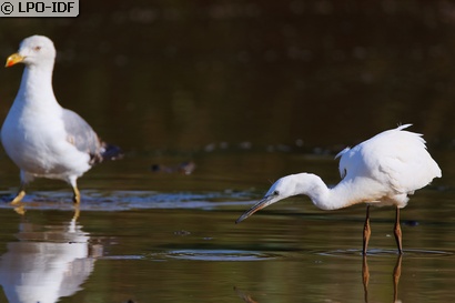Aigrette garzette