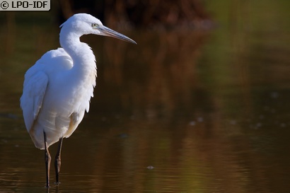 Aigrette garzette
