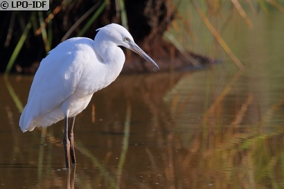 Aigrette garzette