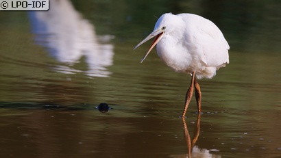 Aigrette garzette