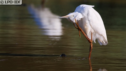 Aigrette garzette