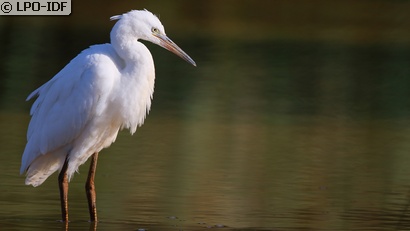 Aigrette garzette
