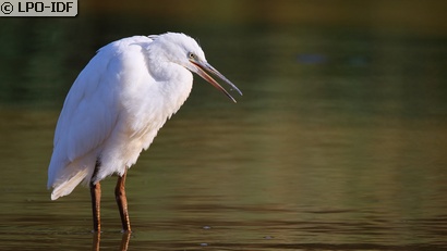 Aigrette garzette