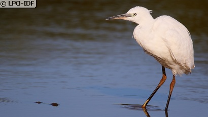 Aigrette garzette