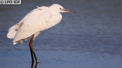 Aigrette garzette