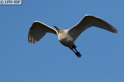 Aigrette garzette