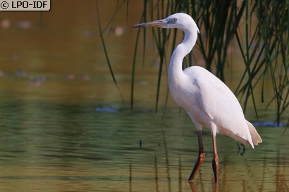 Aigrette garzette