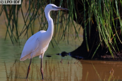 Aigrette garzette