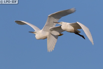 Aigrette garzette