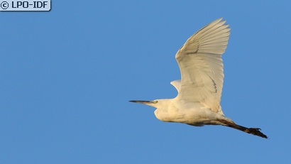 Aigrette garzette