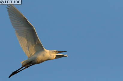 Aigrette garzette