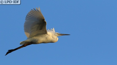 Aigrette garzette