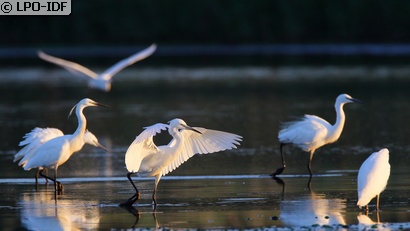 Aigrette garzette
