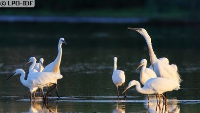 Aigrette garzette