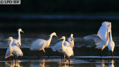 Aigrette garzette