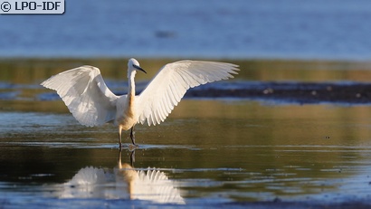 Aigrette garzette