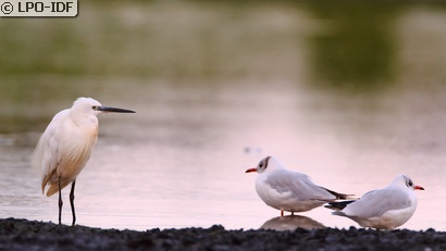 Aigrette garzette