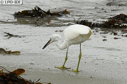 Aigrette garzette