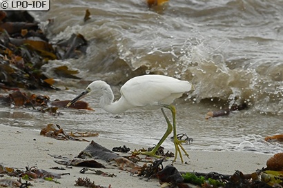 Aigrette garzette