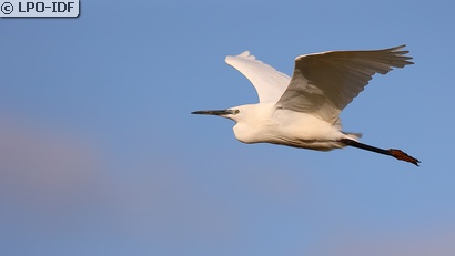 Aigrette garzette