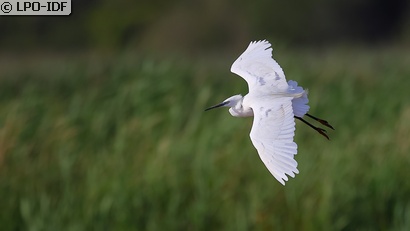 Aigrette garzette