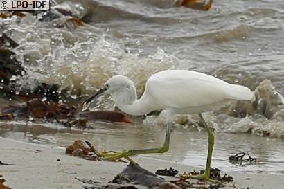 Aigrette garzette