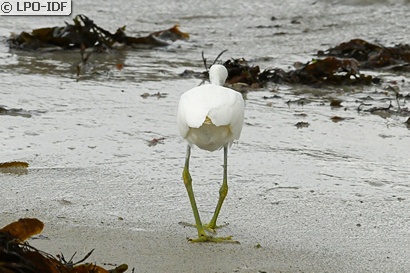 Aigrette garzette