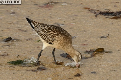 Barge rousse