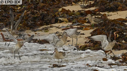 Barge rousse