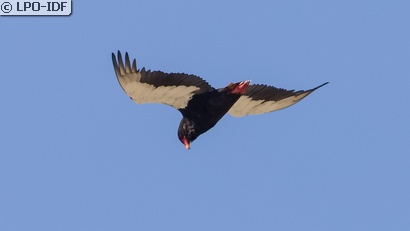 Bateleur des savanes