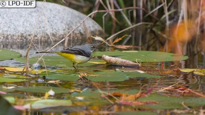 Bergeronnette des ruisseaux