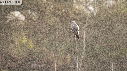 Buse variable
