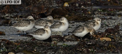 Bécasseau sanderling