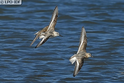 Bécasseau sanderling