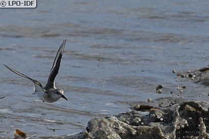 Bécasseau sanderling