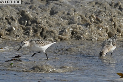 Bécasseau sanderling