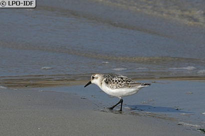Bécasseau sanderling