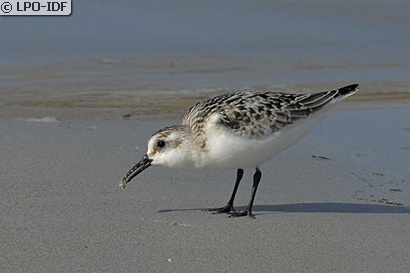 Bécasseau sanderling