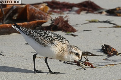 Bécasseau sanderling